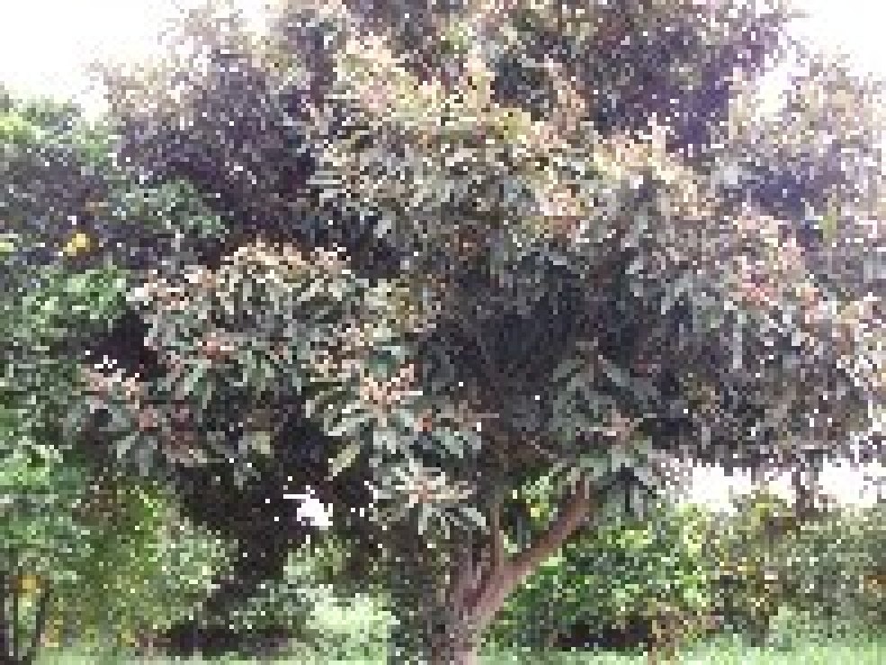 Chiancone